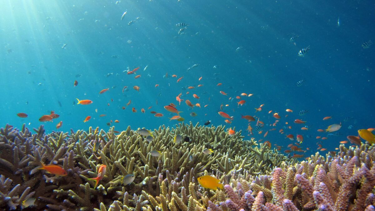Healthy coral reef with fish in a protected marine park