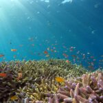 Healthy coral reef with fish in a protected marine park