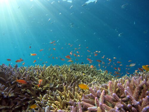 Healthy coral reef with fish in a protected marine park
