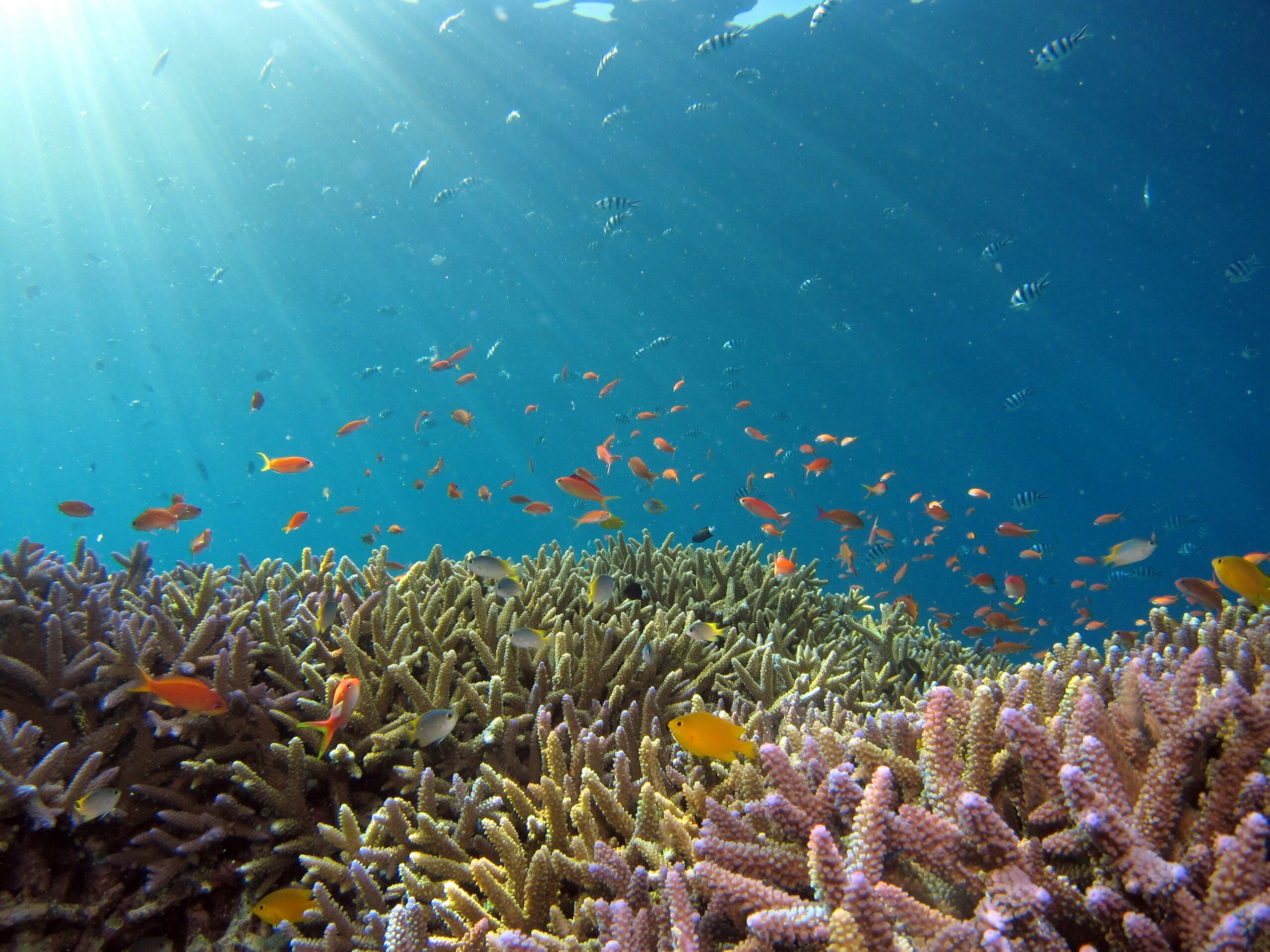 Healthy coral reef with fish in a protected marine park