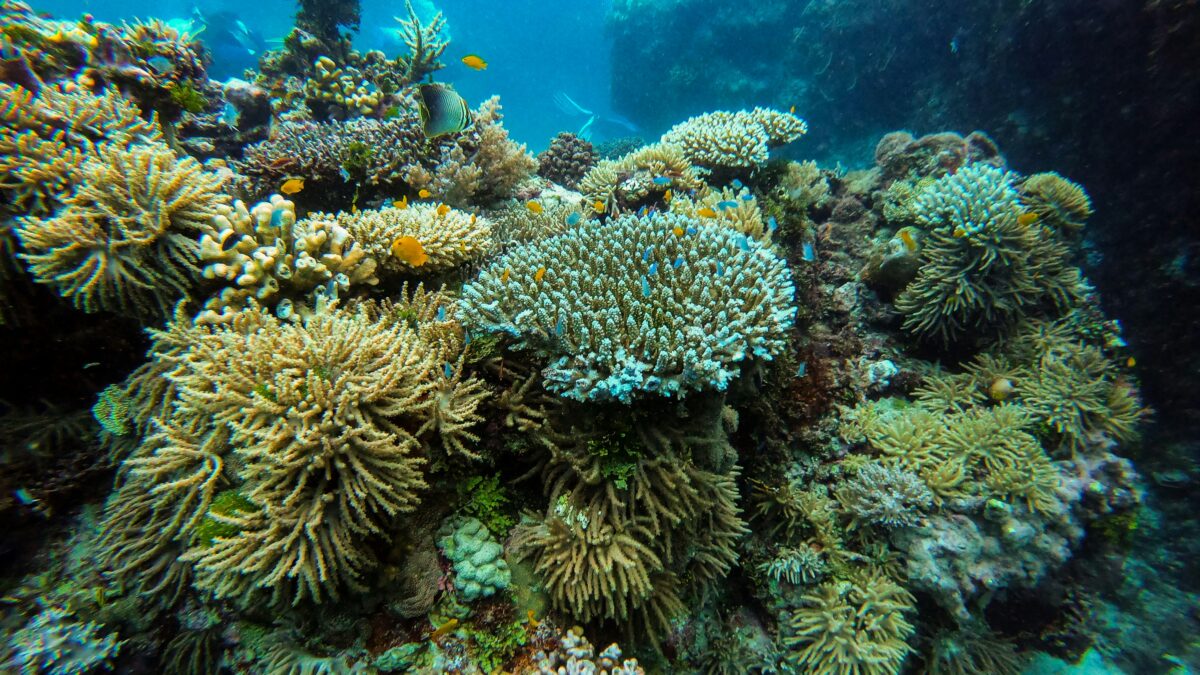 Coral reef in the protected Tioman Marine Park