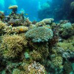 Coral reef in the protected Tioman Marine Park