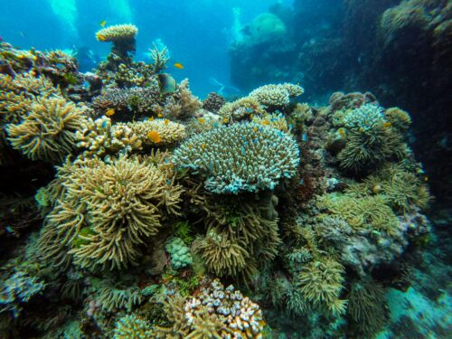 Coral reef in the protected Tioman Marine Park